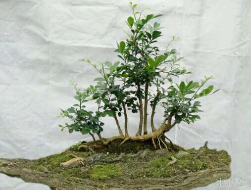 九里香下山桩的根会发芽 怎么样 图片