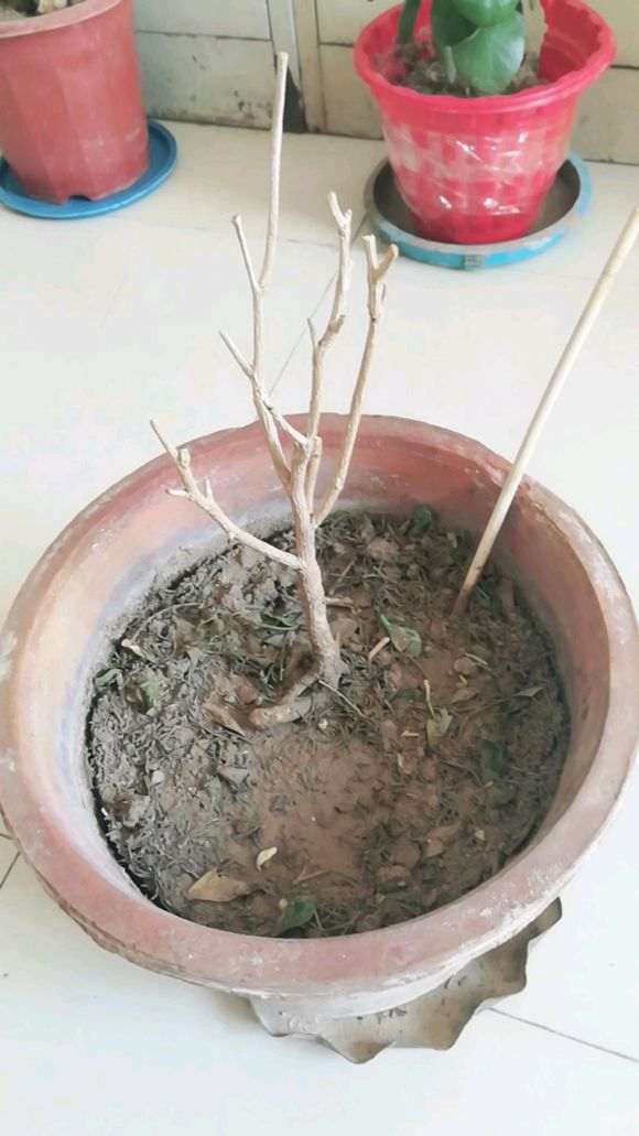 九里香下山桩受冻后叶子都掉光了 图片