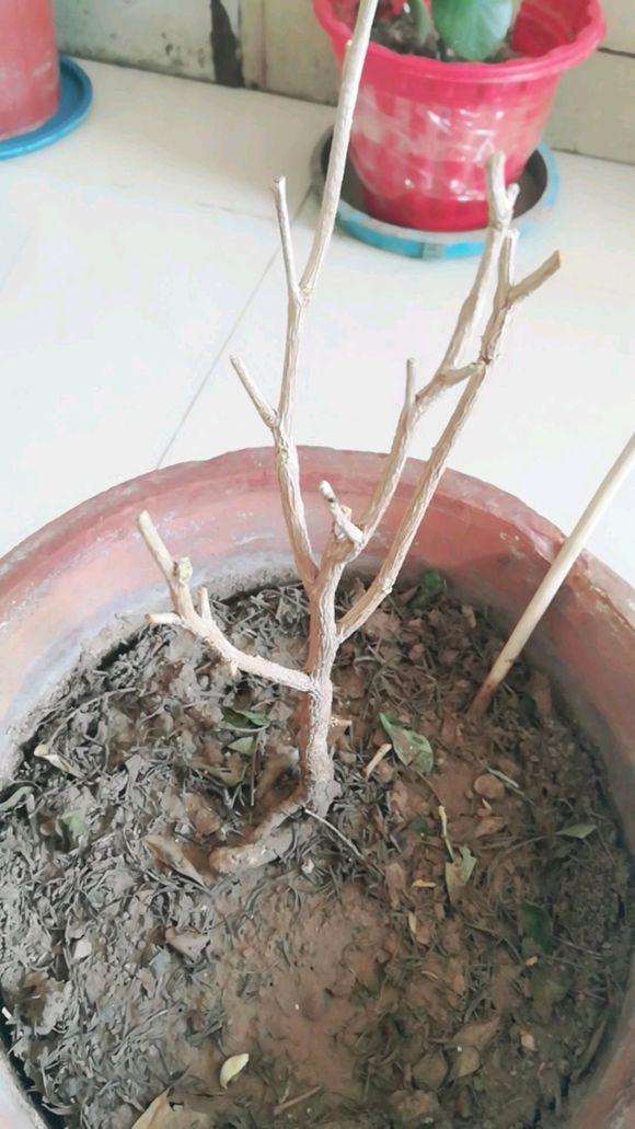 九里香下山桩受冻后叶子都掉光了 图片