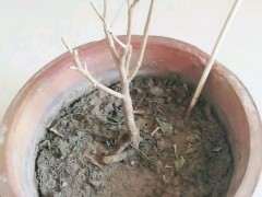 九里香下山桩受冻后 掉叶子 套袋保暖