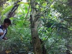 海南可以移植九里香下山桩大树吗 图片