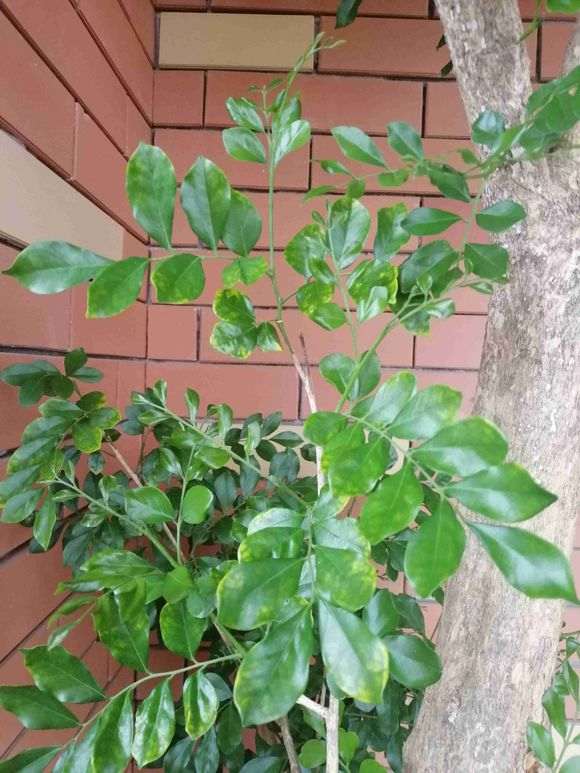 九里香下山桩 停顿不长了 怎么办 图片