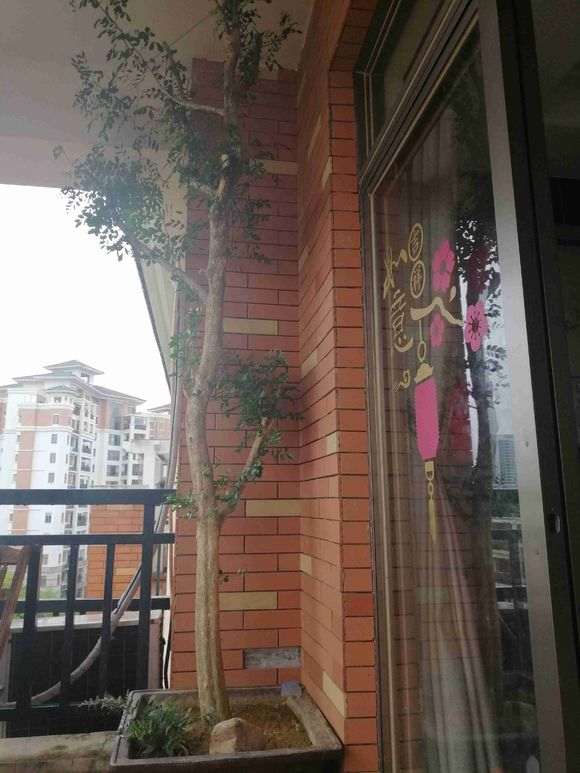 九里香下山桩 停顿不长了 怎么办 图片