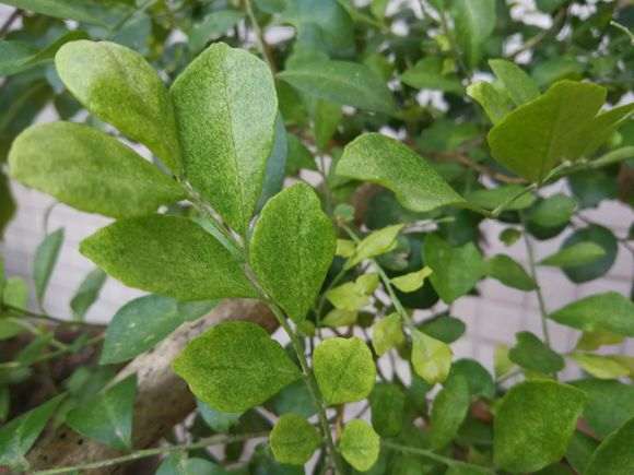 为什么九里香下山桩的叶子不绿色 图片