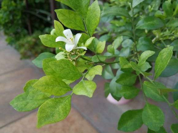 为什么九里香下山桩的叶子不绿色 图片