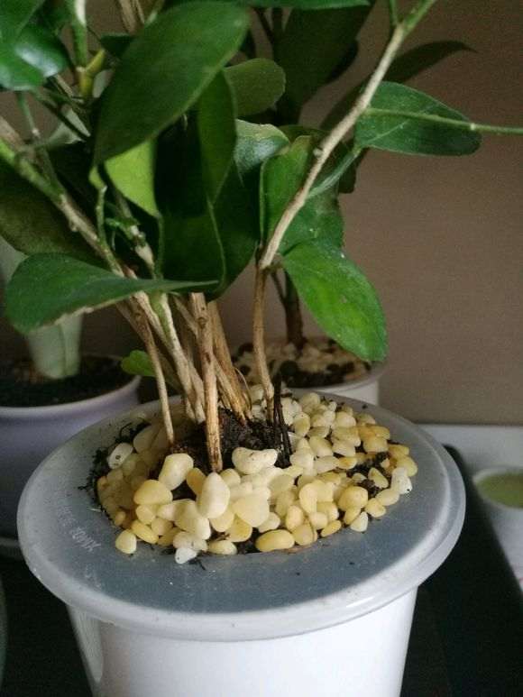 九里香下山桩一直在掉叶子 怎么办 图片