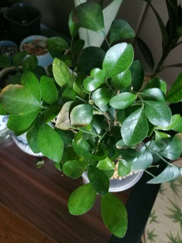 九里香下山桩一直在掉叶子 怎么办 图片