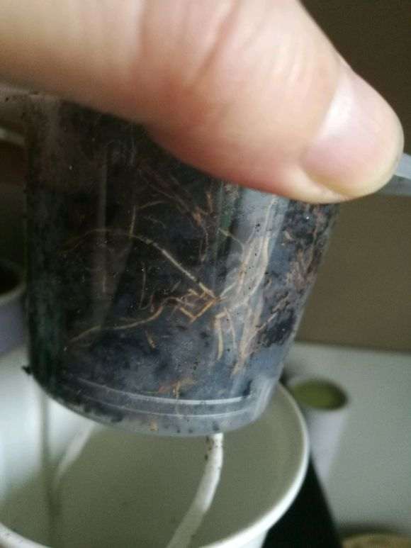 九里香下山桩一直在掉叶子 怎么办 图片