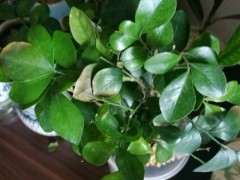 九里香下山桩一直在掉叶子 怎么办 图片