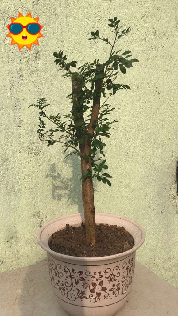 九里香下山桩长势慢 怎么办 图片