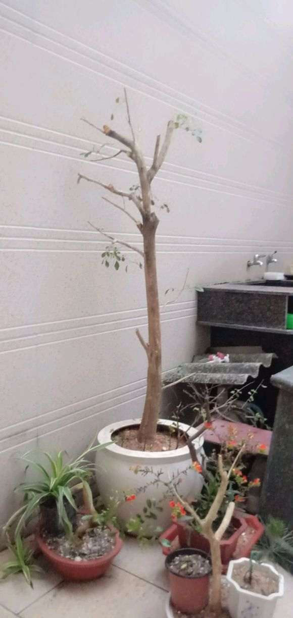 九里香下山桩 如何设计才更好看 图片