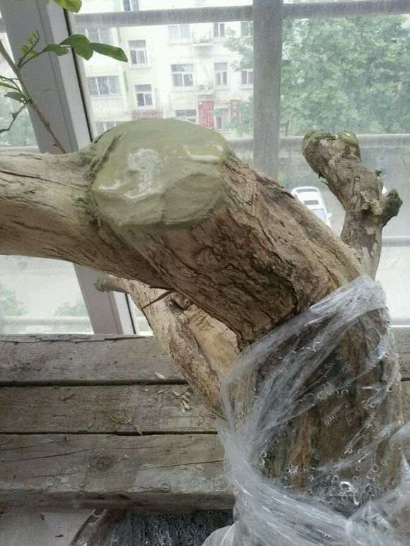 九里香下山桩种了两个月 不发芽 图片