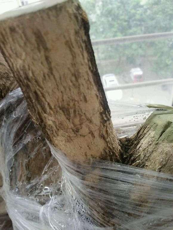 九里香下山桩种了两个月 不发芽 图片