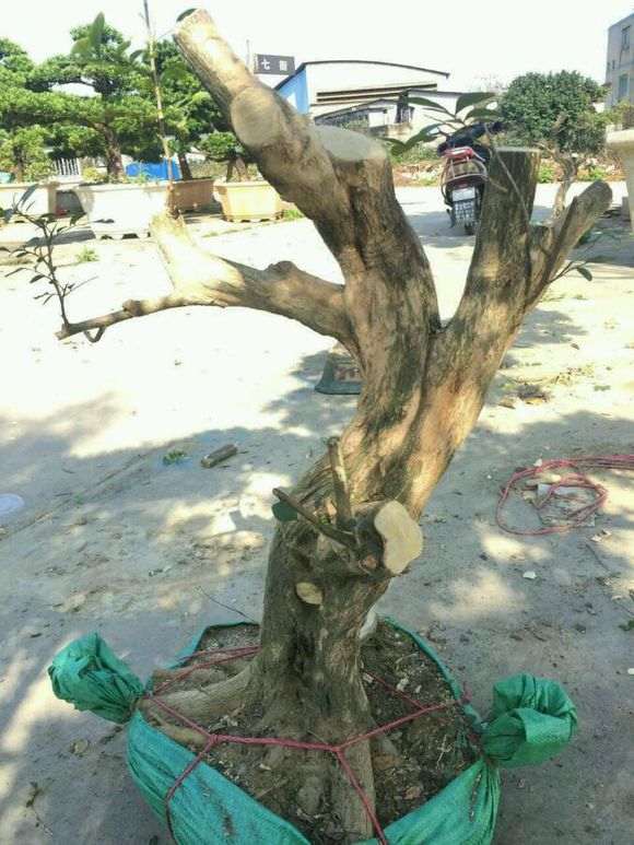 九里香下山桩种了两个月 不发芽 图片