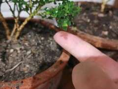 九里香下山桩怎么养 一直掉叶  图片