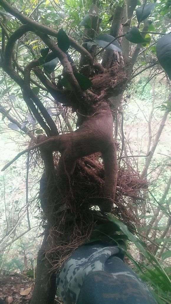 九里香下山桩 叶子比较大 怎么办 图片