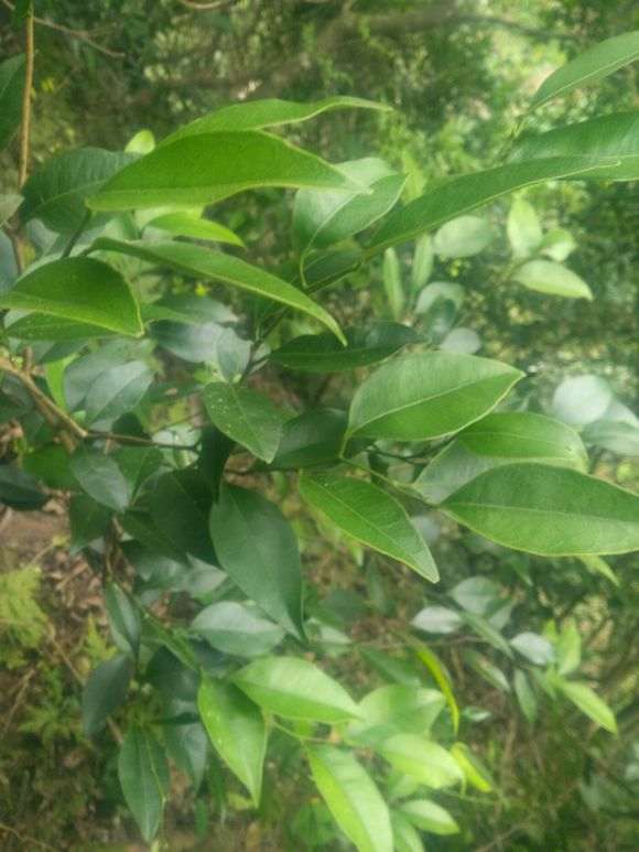 九里香下山桩 叶子比较大 怎么办 图片