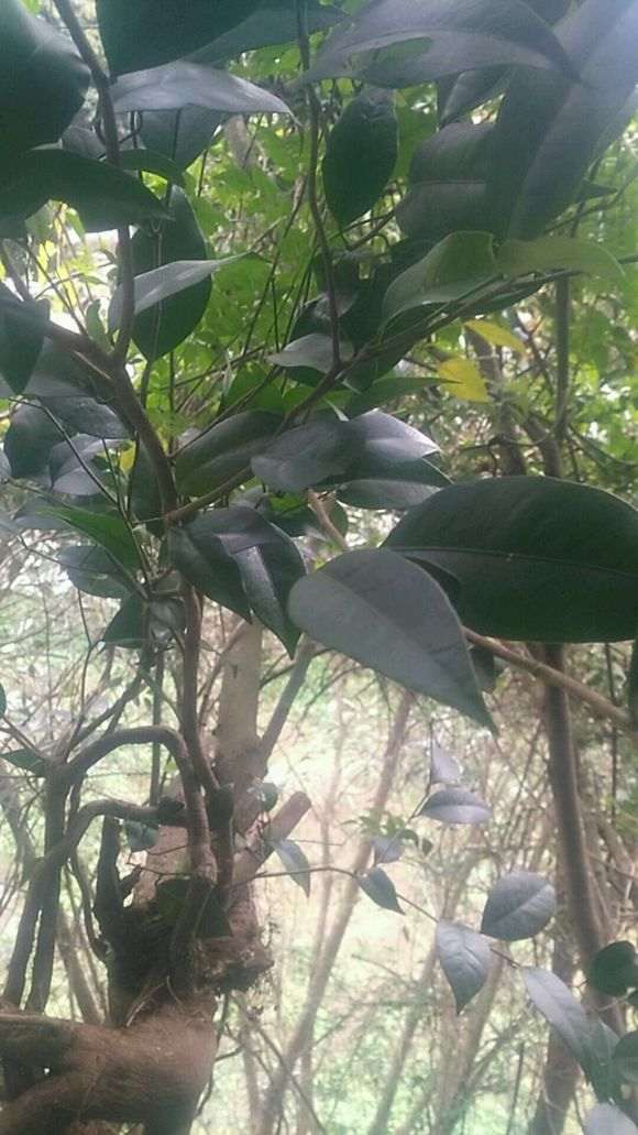 九里香下山桩 叶子比较大 怎么办 图片