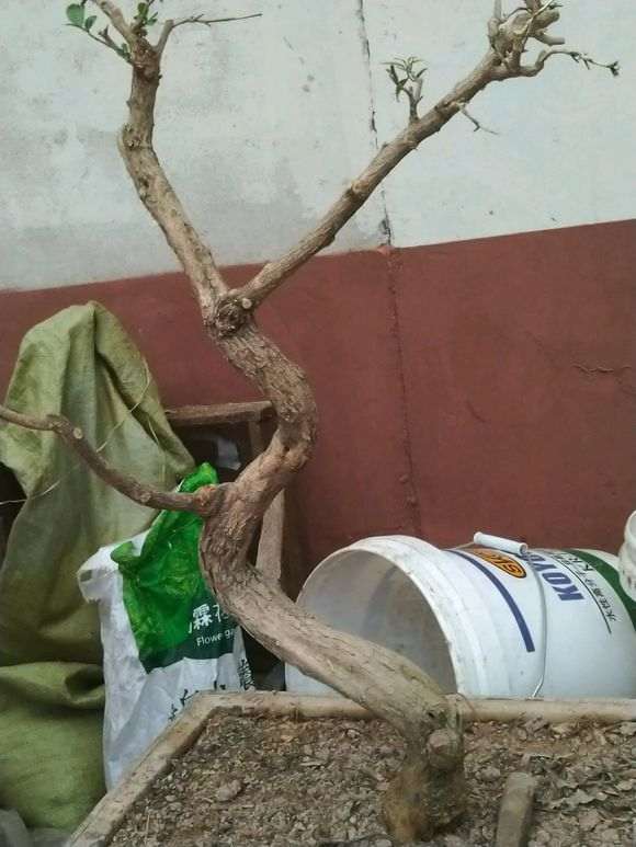 九里香下山桩绿芽枯萎了 怎么办 图片