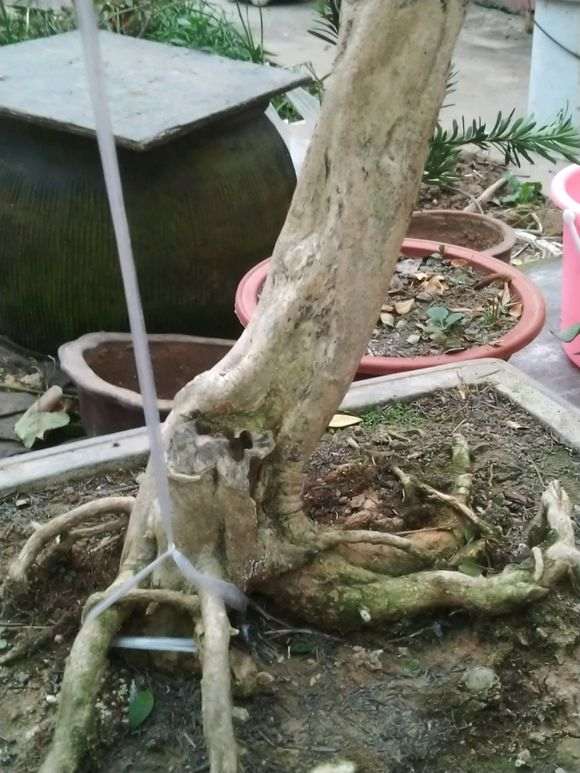 九里香下山桩绿芽枯萎了 怎么办 图片