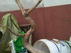 九里香下山桩绿芽枯萎了 怎么办 图片