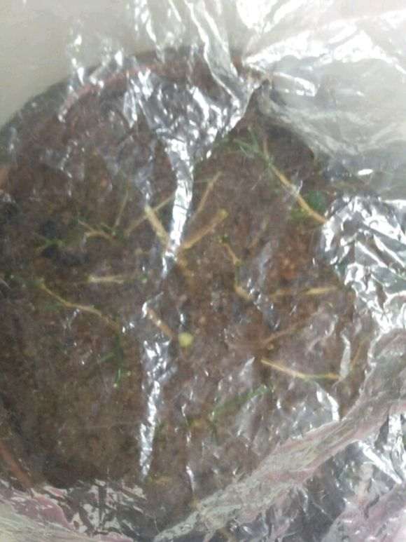 九里香下山桩新枝怎么扦插的方法