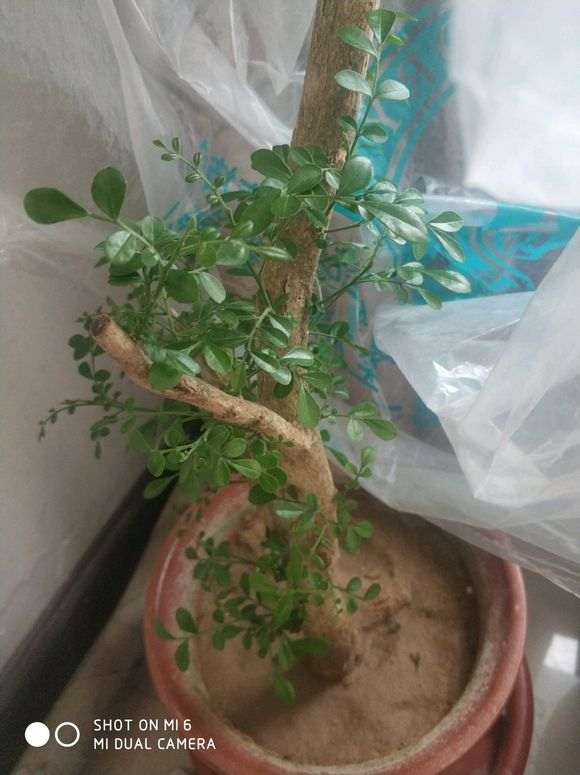 九里香下山桩怎么沙种发芽的方法 图片