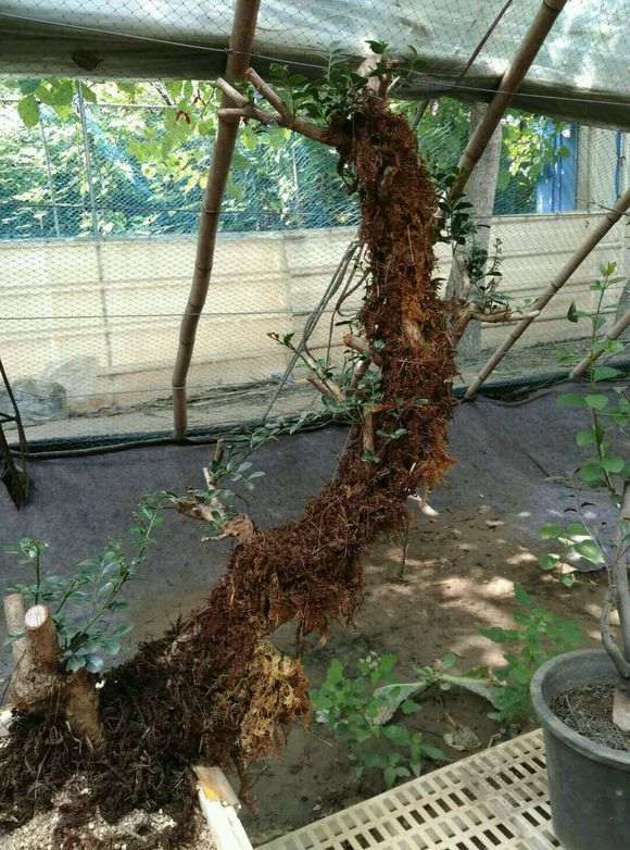 九里香下山桩怎么沙种发芽的方法 图片