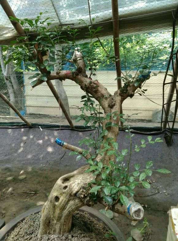九里香下山桩怎么沙种发芽的方法 图片
