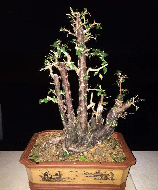 九里香下山桩长虫子了 怎么办 图片