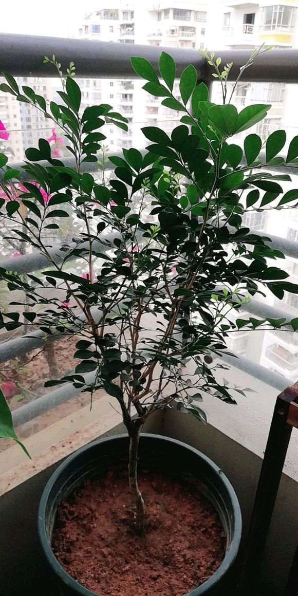 九里香下山桩如何施肥的方法 图片