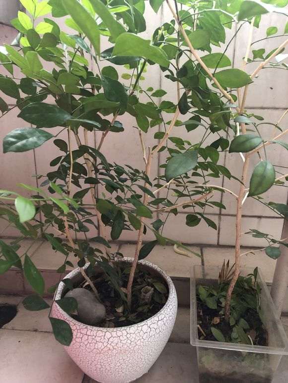 养九里香下山桩 2年了 要换土重栽 图片