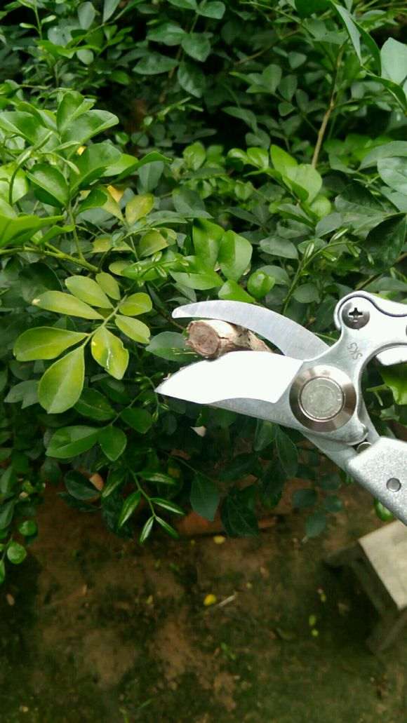 九里香下山桩 老枝太硬 怎么办 图片