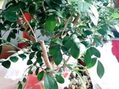 九里香下山桩干叶掉叶什么原因 图片