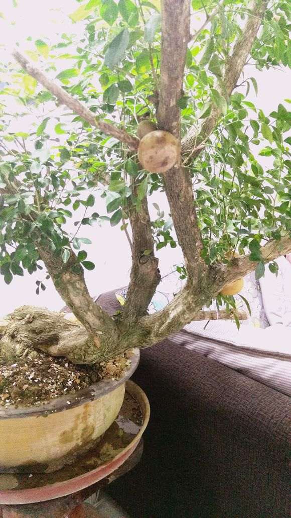 九里香下山桩怎么杀枝的方法 图片