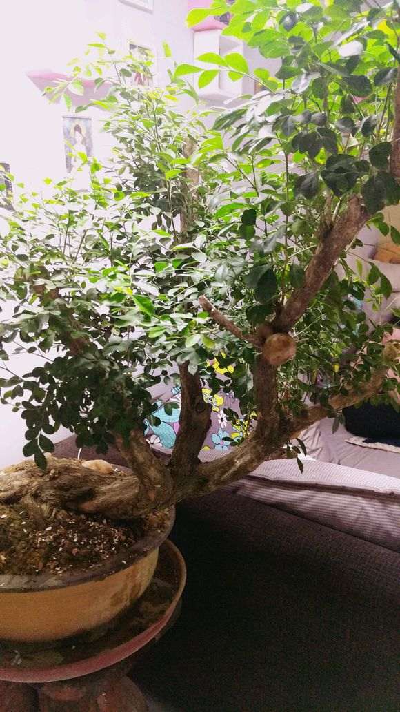 九里香下山桩怎么杀枝的方法 图片