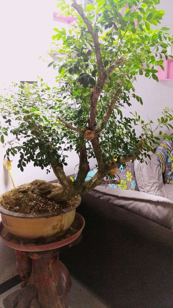 九里香下山桩怎么杀枝的方法 图片