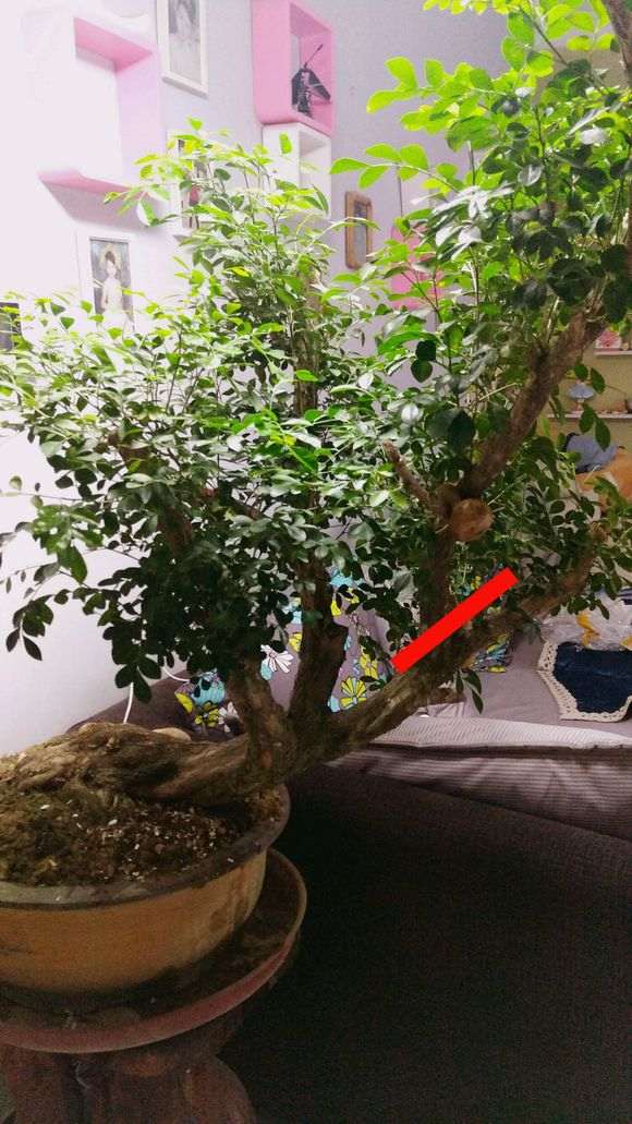 九里香下山桩怎么杀枝的方法 图片