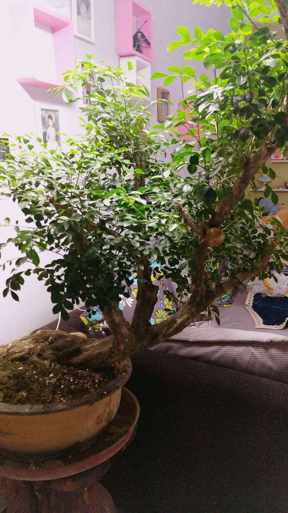 九里香下山桩怎么杀枝的方法 图片