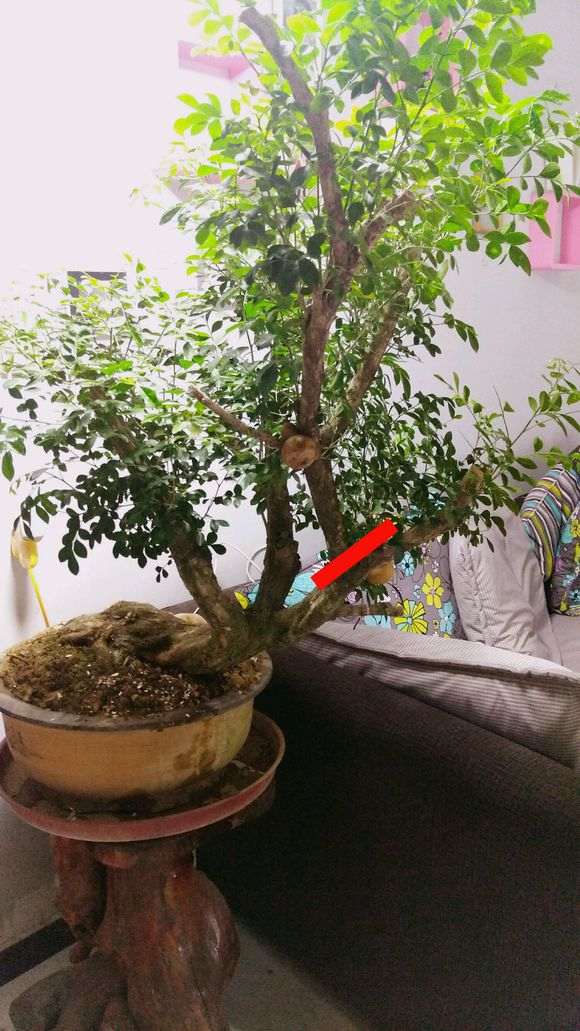 九里香下山桩怎么杀枝的方法 图片