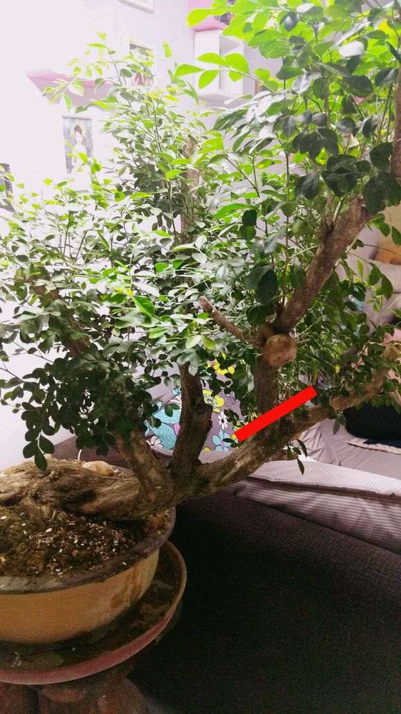 九里香下山桩怎么杀枝的方法 图片