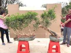 过桥丛林九里香下山桩 1700元 值不值