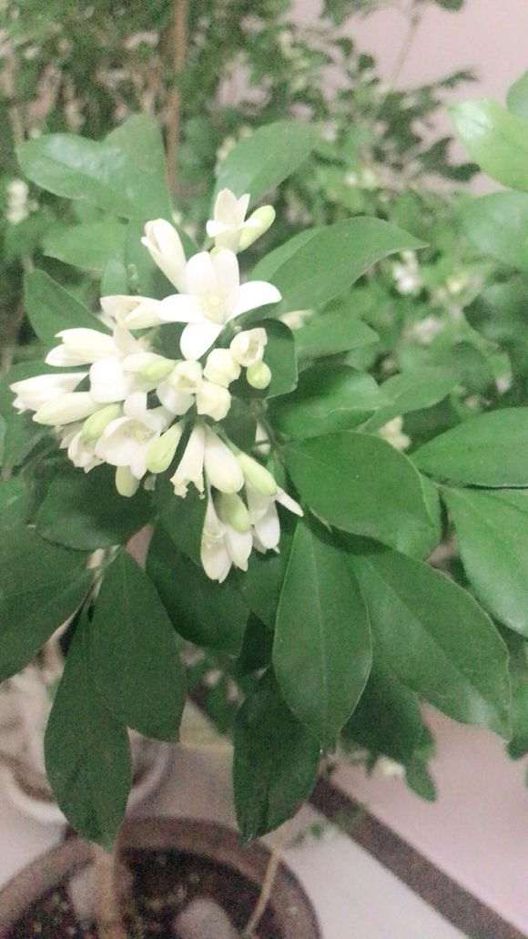 为什么九里香下山桩花骨朵掉落很多 图片