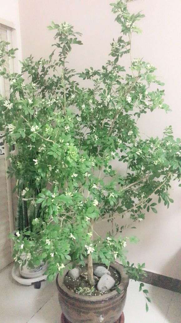 为什么九里香下山桩花骨朵掉落很多 图片