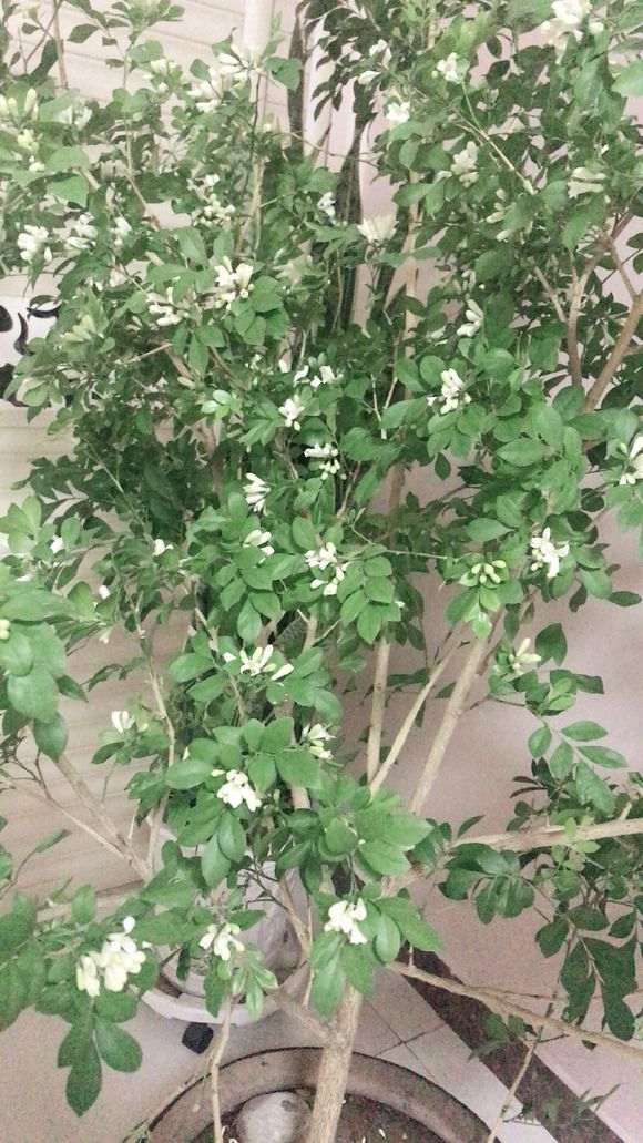 为什么九里香下山桩花骨朵掉落很多 图片