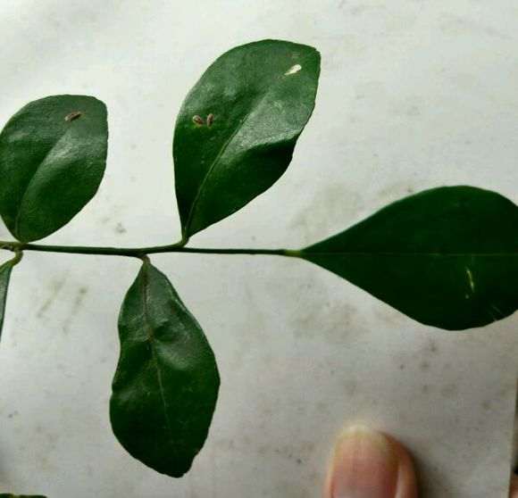 九里香下山桩叶子上的是什么虫子 图片