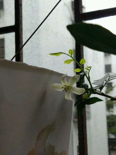 九里香下山桩 长不大怎么办 图片