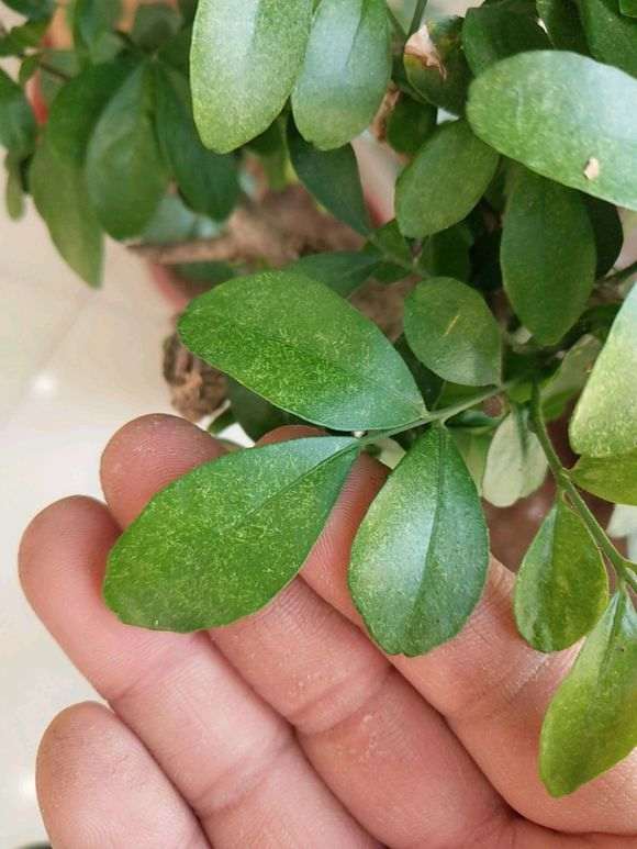 九里香下山桩有红蜘蛛 怎么办 图片