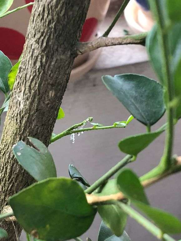 九里香下山桩出现白色 怎么办 图片