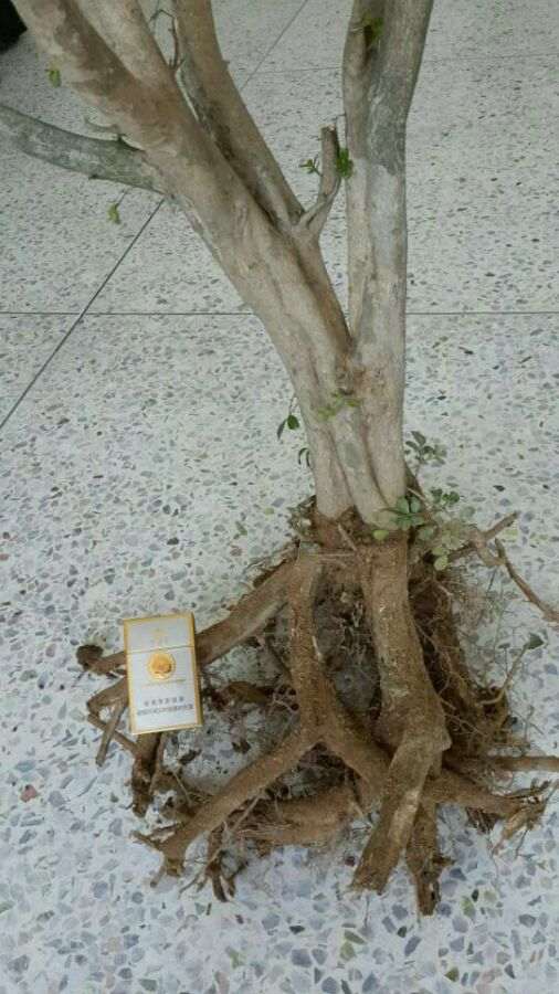 九里香下山桩 出现黄叶 怎么办 图片